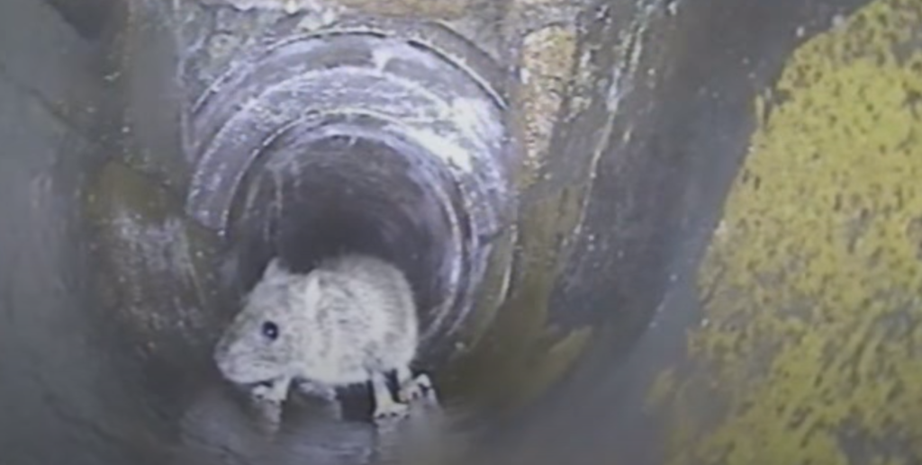 CCTV Drain Surveys for Rat Infestations in Southampton