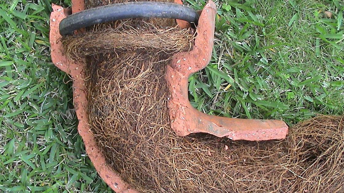 Effective Solutions for Tree Root Issues in Your Drains