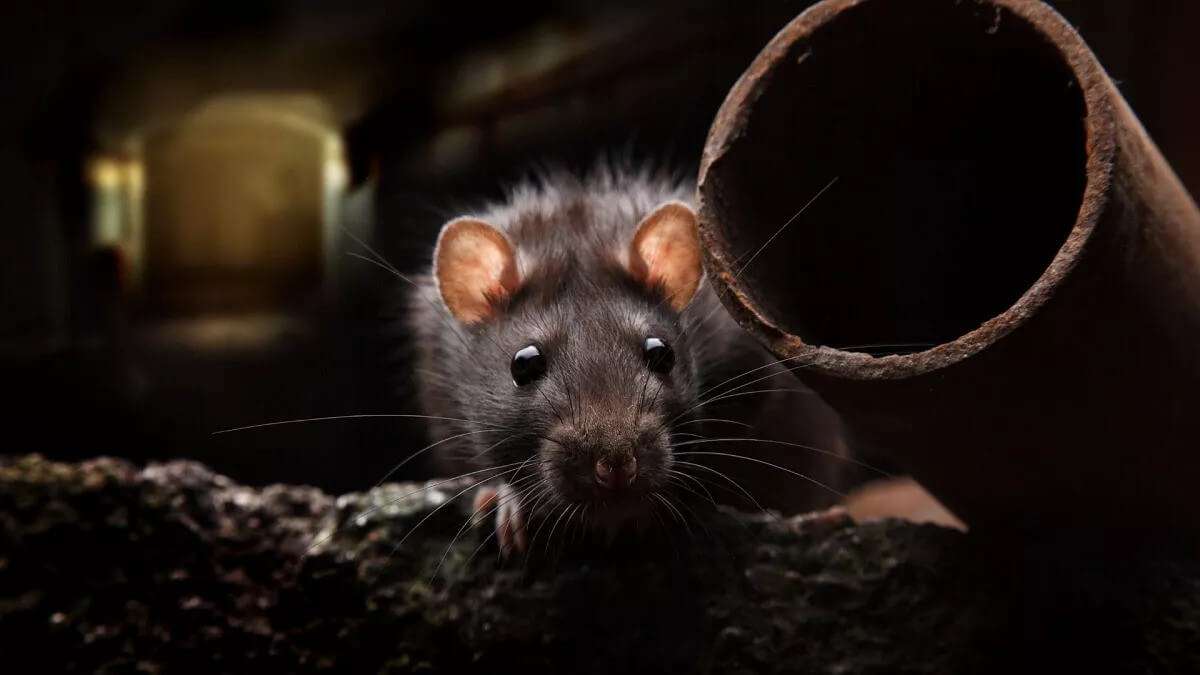Drain Rat Blockers and Stoppers